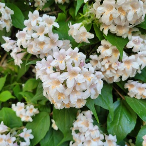 Nature and close-ups